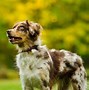 Image result for Aussie Shep