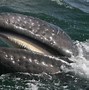 Image result for Gray Whale Pictures