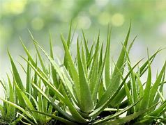 Image result for Mini Aloe Vera Plant