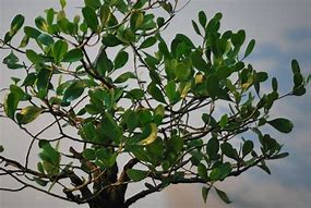 Image result for Mangrove Bonsai