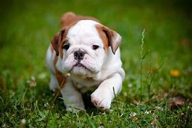 Image result for Baby Black Bulldog