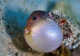 Image result for Bubble Fish