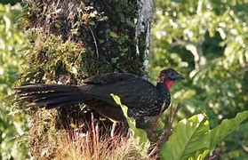 Image result for Crested Guan Bird