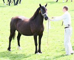 Image result for Black Welsh Cob