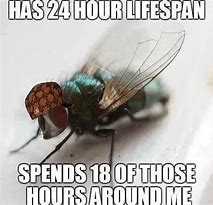 Image result for Fly Meme