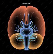 Image result for Cranial Nerves Number Diagram