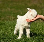 Image result for Cute Goat