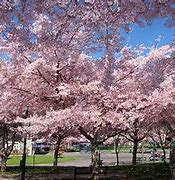 Image result for Prunus Awanui