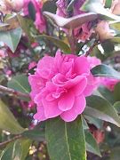 Image result for A Flower with Many Petals