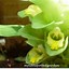 Image result for turmeric plant flower