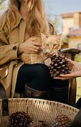 Image result for Cat in Cone