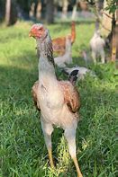 Image result for Malay Chicken Bird