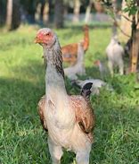 Image result for Malay Chicken