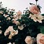 Image result for Cute Pastel Pink Aesthetic Flowers