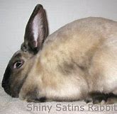 Image result for Broken Siamese Rabbit