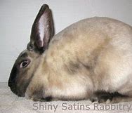 Image result for Siamese Satin Rabbit