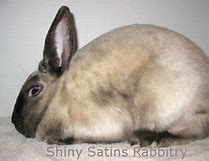 Image result for Siamese Rabbit