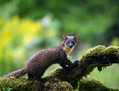 Image result for Haida Animals