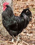 Image result for Java Chicken Breeders