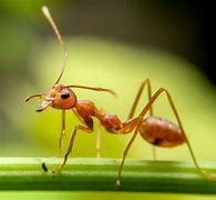 Image result for Ant Drops