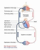 Image result for Circulatory System Blood Flow Diagram