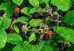 Image result for Blackberries