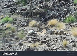 Image result for Panthera Pardus Nimr