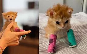 Image result for Scrungly Kitten