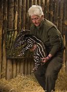 Image result for Malayan Tapir Calf