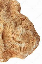 Image result for Ammonite Spiral