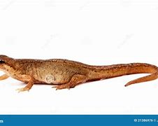 Image result for White Newt