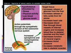 Image result for Adrenal Medulla