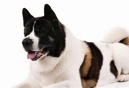 Image result for Akita AKC