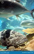 Image result for Big Tropical Fish