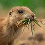 Image result for Funny Prairie Dog