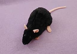 Image result for Rat Plushie Black