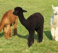 Image result for Pictures of a Baby Fluffy Cute Llama