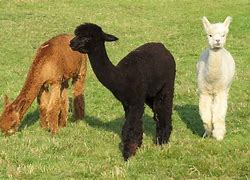 Image result for lama animal habitat