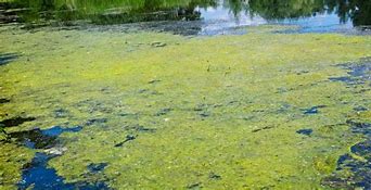 Image result for Algae Graphic