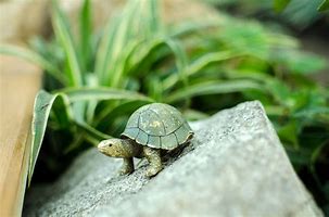 Image result for Turtle Rock in Ocean