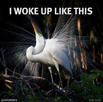 Image result for Bird Humor