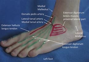 Image result for Dorsal Anatomy