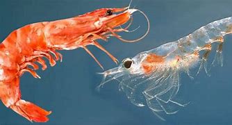 Image result for Krill Shrimp