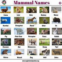 Image result for Examples of Sea Mammals