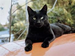 Image result for Proud Black Cat