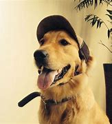 Image result for Hat for a Dog