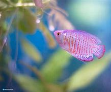 Image result for Pink Saltwater Fish