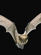 Image result for Fruit Bat Wallpaper