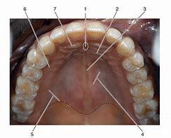 Image result for Palate Shape