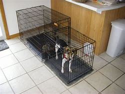 Image result for Indoor Dog Toilet